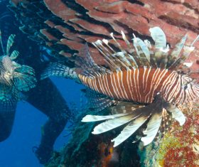 Tropical Fish and Colorful underwater reef Stock Photo 06