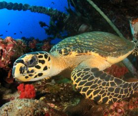 Turtles and Colorful underwater reef Stock Photo