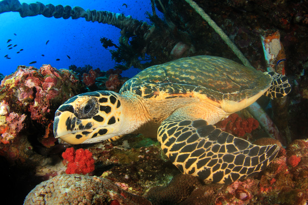 Turtles and Colorful underwater reef Stock Photo