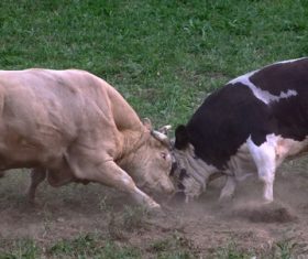 Two fighting cattle Stock Photo
