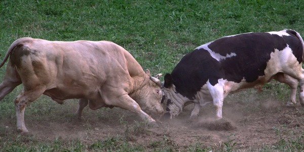 Two fighting cattle Stock Photo