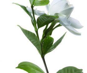 White flower with branches leaves vector illustration