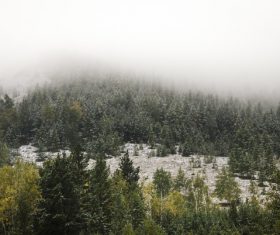 White snow falling on forest scenery Stock Photo