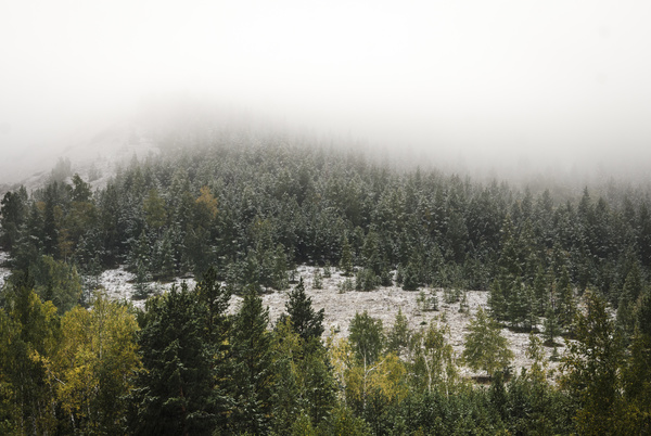 White snow falling on forest scenery Stock Photo