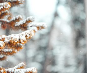 White snow on yellow leaves in winter Stock Photo