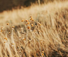 Wild delicate flowers on meadow Stock Photo