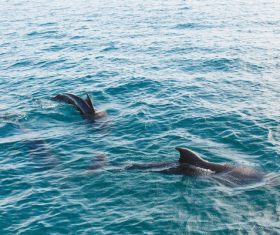 Wild dolphins joyful in sea Stock Photo