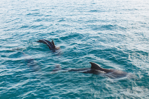 Wild dolphins joyful in sea Stock Photo