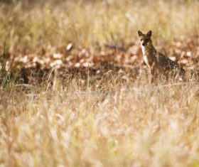 Wild fox on meadow Stock Photo
