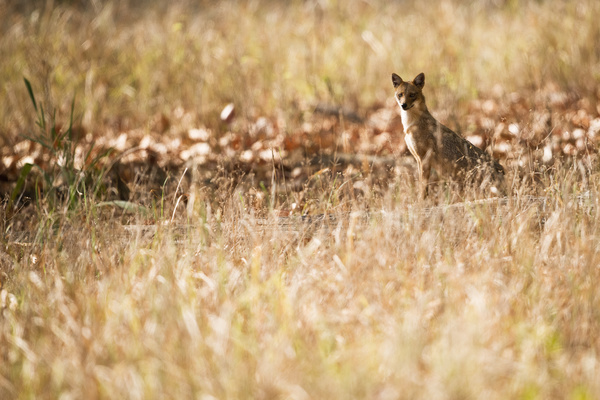 Wild fox on meadow Stock Photo