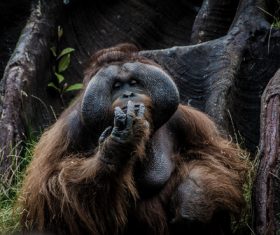 Wild furry chimpanzee in nature Stock Photo