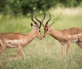 Wild reindeers fighting in nature Stock Photo