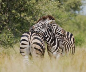 Wild zebras joyful on meadow Stock Photo