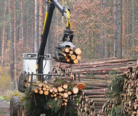 Wood loader Stock Photo 09