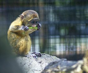 Zoo cute little monkey Stock Photo