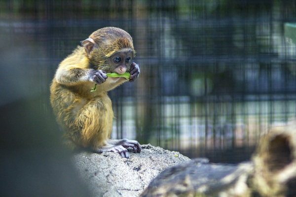 Zoo cute little monkey Stock Photo