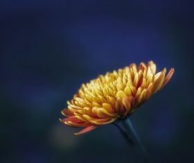 beautiful fresh flower in nature Stock Photo