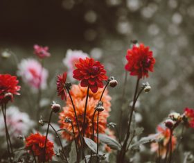 colorful fresh flowers in garden Stock Photo