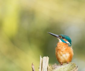 cute small bird in nature Stock Photo