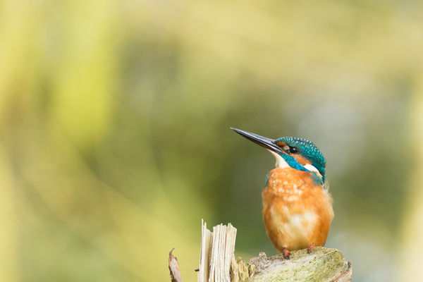cute small bird in nature Stock Photo