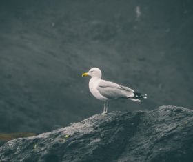 cute small bird on rock Stock Photo