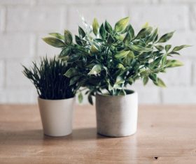 green fresh tiny trees decoration Stock Photo