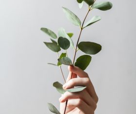 hand holding green leaves branch Stock Photo