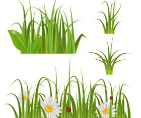 ladybug with grass and and white flower vector 01