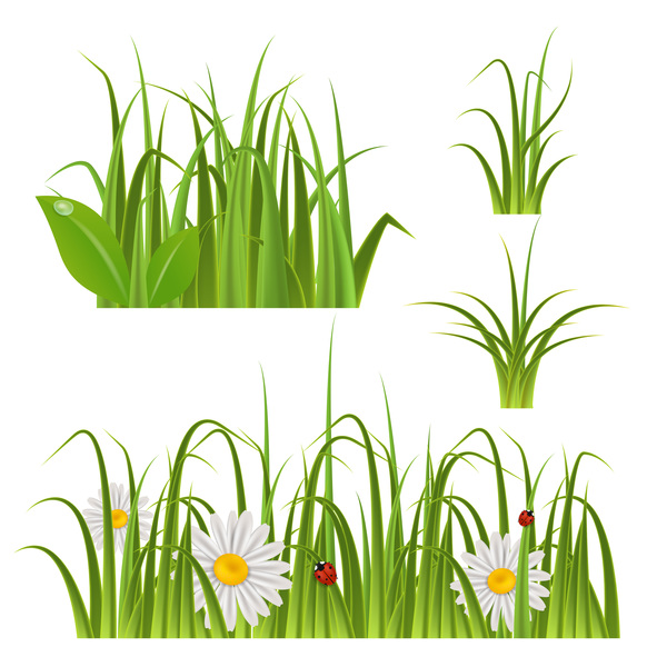 ladybug with grass and and white flower vector 01