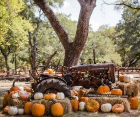 pumpkins farm old heavy machine Stock Photo