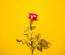 red rose on yellow background Stock Photo