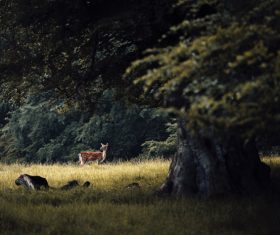 wild deer in nature Stock Photo