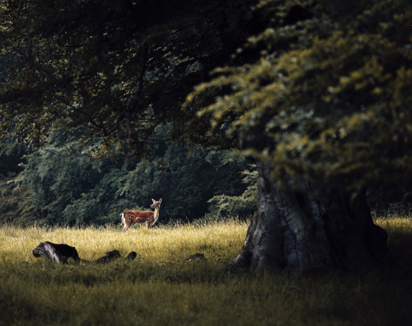 wild deer in nature Stock Photo