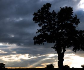 A tree under the dark clouds Stock Photo
