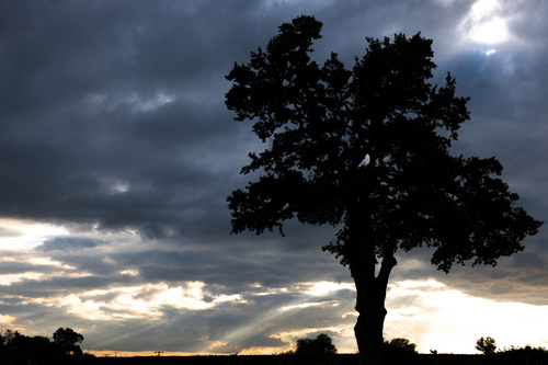 A tree under the dark clouds Stock Photo