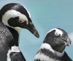 African penguins Stock Photo 01