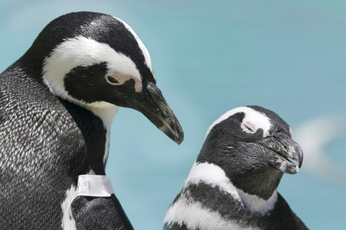 African penguins Stock Photo 01