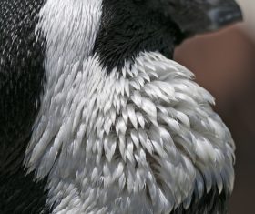 African penguins Stock Photo 02