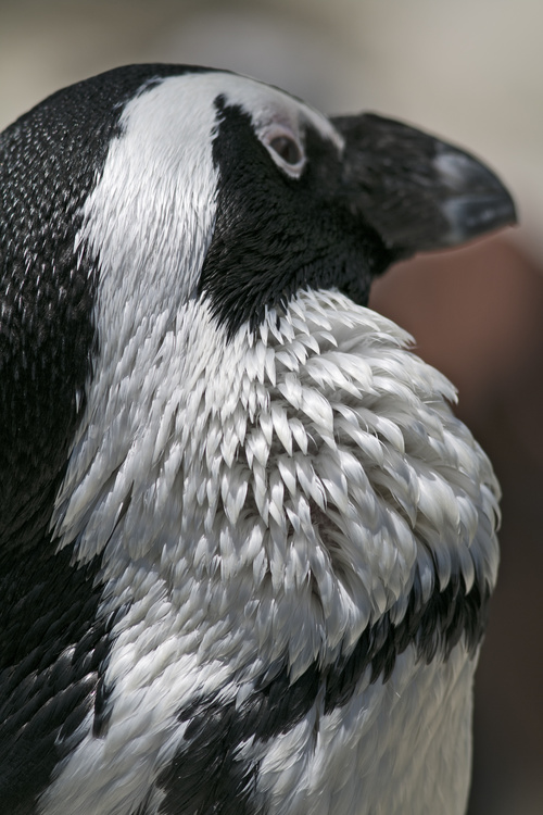 African penguins Stock Photo 02