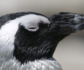 African penguins Stock Photo 03
