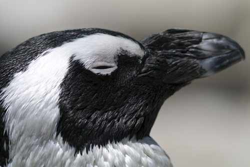 African penguins Stock Photo 03