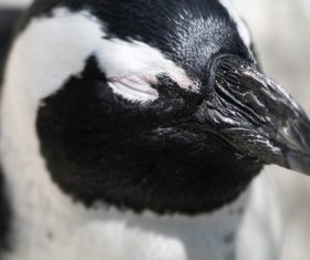 African penguins Stock Photo 04