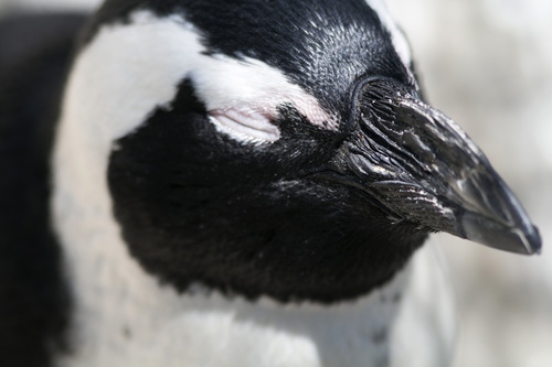 African penguins Stock Photo 04