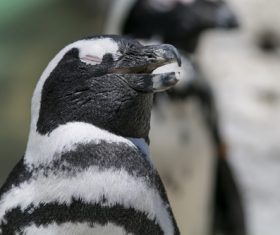 African penguins Stock Photo 05