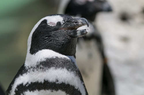 African penguins Stock Photo 05