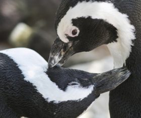 African penguins Stock Photo 06