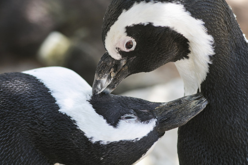African penguins Stock Photo 06
