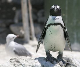 African penguins Stock Photo 07
