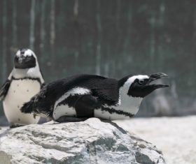 African penguins Stock Photo 08