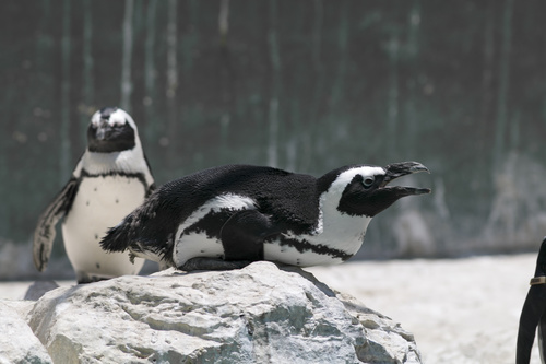 African penguins Stock Photo 08